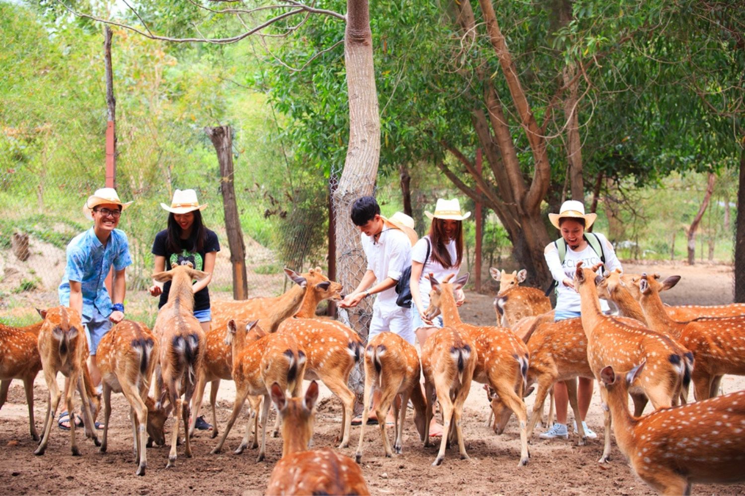 đảo khỉ đảo hoa lan